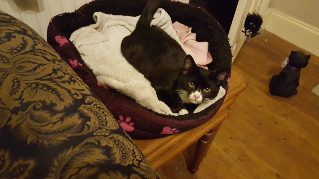 The One where TC moved to Scotland and joined the Excellent Cats