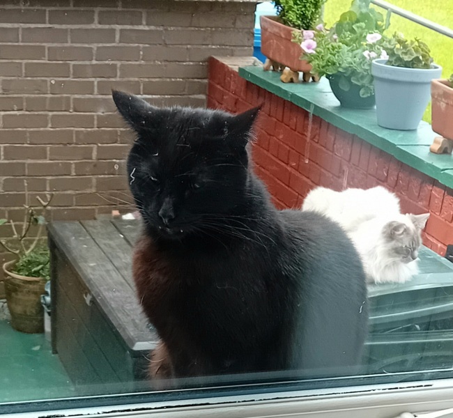 Machiavellian Misbehaviour- the Excellent Cats Deny Everything