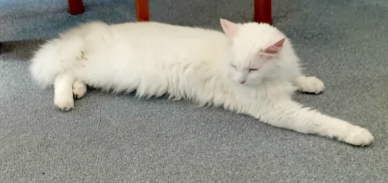 Machiavellian Misbehaviour- the Excellent Cats Deny Everything