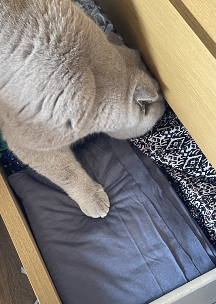 Stitch and bitch thread #9. I have pressing concerns