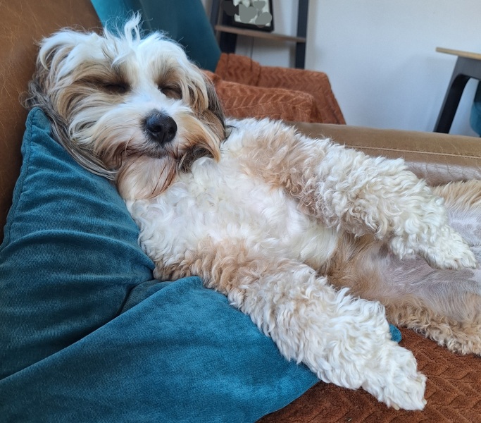 Shall we have a pet thread? Something nice for over the weekend 😁