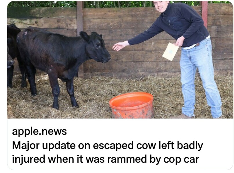 Cow rammed by police