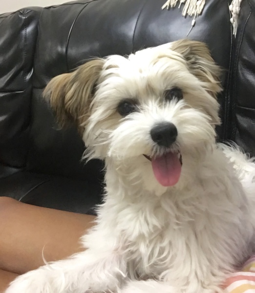 Dachshund or Cavalier King Charles