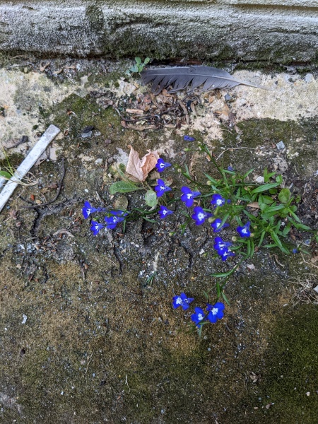 What is this plant?