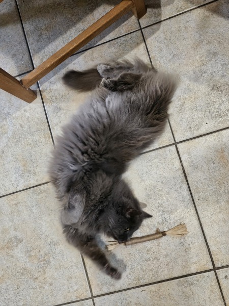 The One where TC moved to Scotland and joined the Excellent Cats