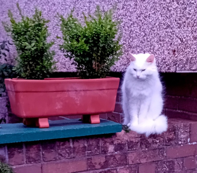 The One where TC moved to Scotland and joined the Excellent Cats