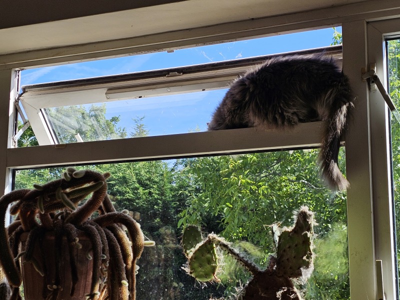 The One where TC moved to Scotland and joined the Excellent Cats