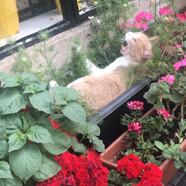 The One where TC moved to Scotland and joined the Excellent Cats