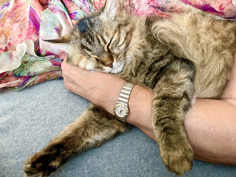 Family cat suggestions