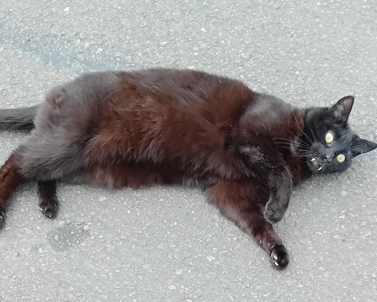 The One where TC moved to Scotland and joined the Excellent Cats