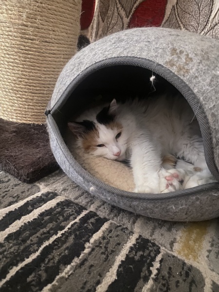 Cheddar & Pickle.