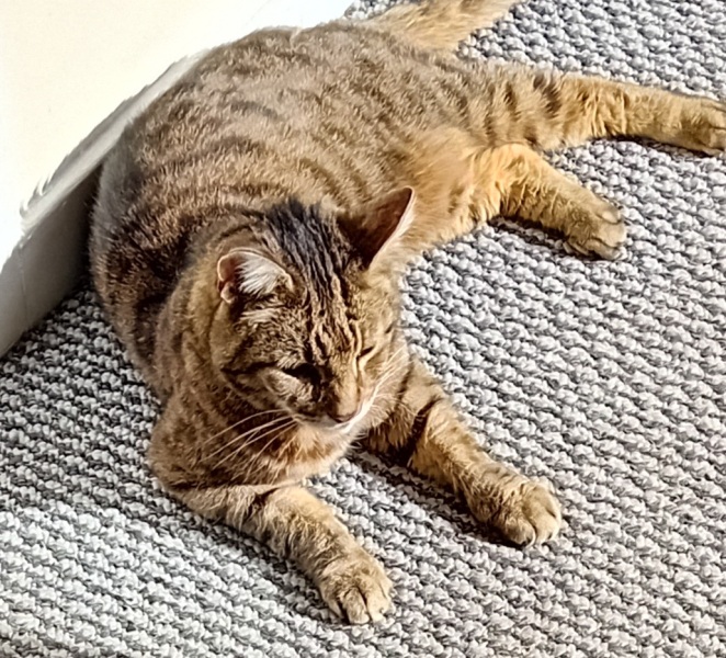 The One where TC moved to Scotland and joined the Excellent Cats