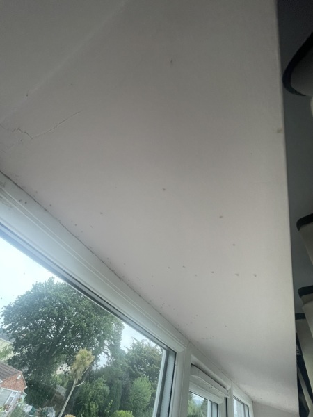 Small green flies