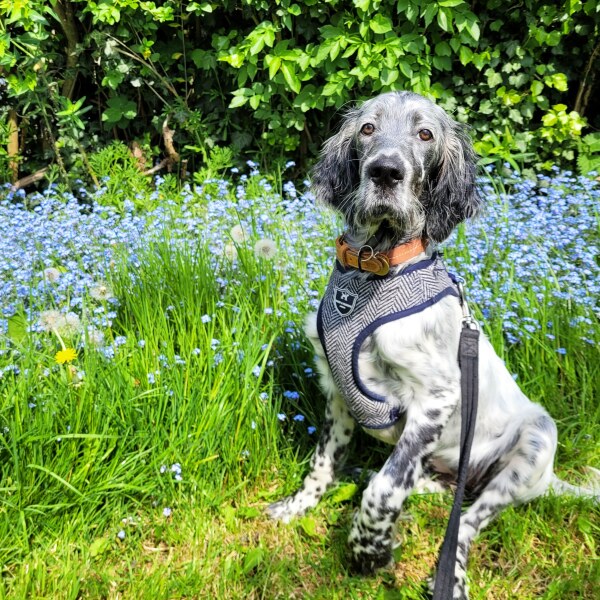 Puppy Survival Thread for New and Old Pups - Spring is around the corner!