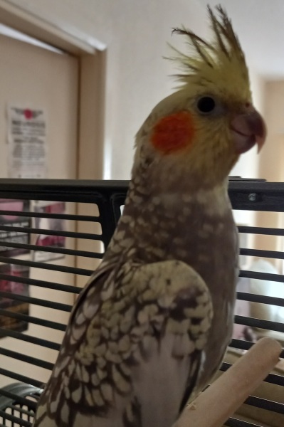 Thread 50 Sunak: Civil war, what civil war?