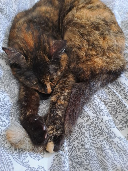 Any cat behaviour experts here?