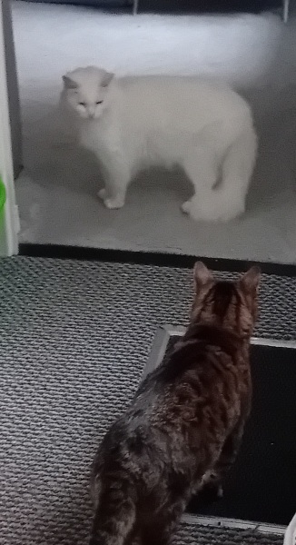 The One where TC moved to Scotland and joined the Excellent Cats