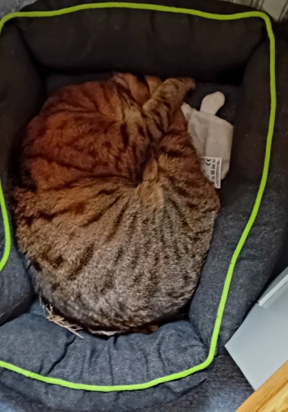 The One where TC moved to Scotland and joined the Excellent Cats