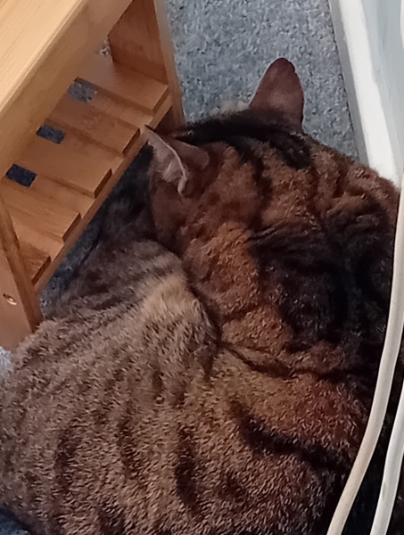 The One where TC moved to Scotland and joined the Excellent Cats