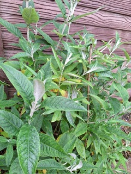 Weed or plant - ID?