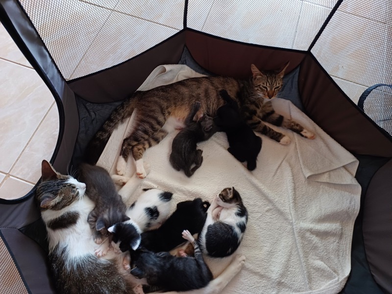 Thread 48 - Sunak - Capsized on the Ship of Lies