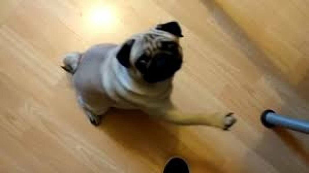 Can't visit friend as her dog is racist