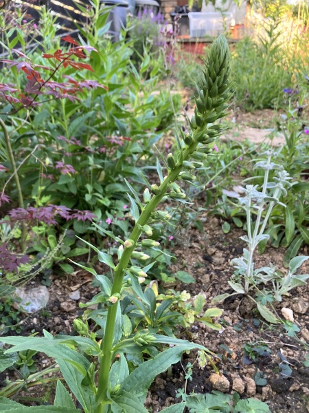 Plant ID request!