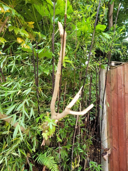 Butchered tree