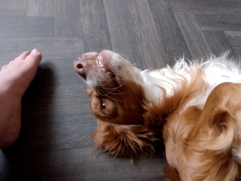 Puppy Survival Thread for New and Old Pups - Spring is around the corner!