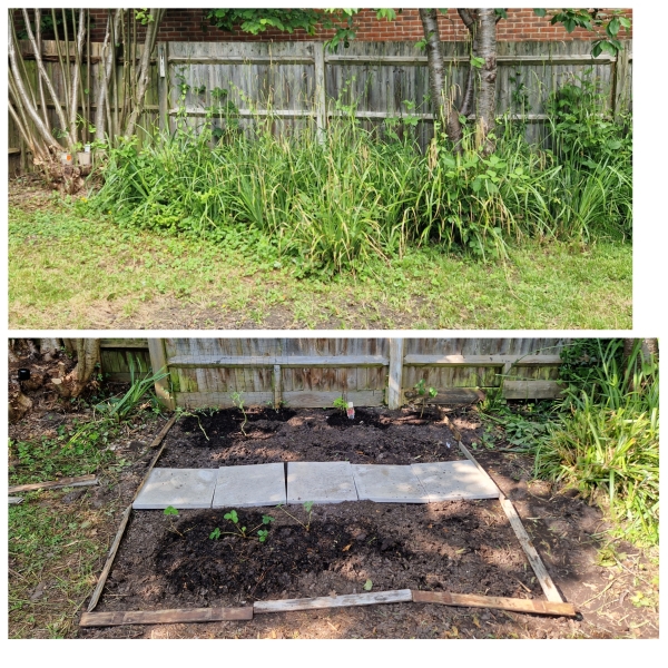 The Vegetable Patch 2024/2025