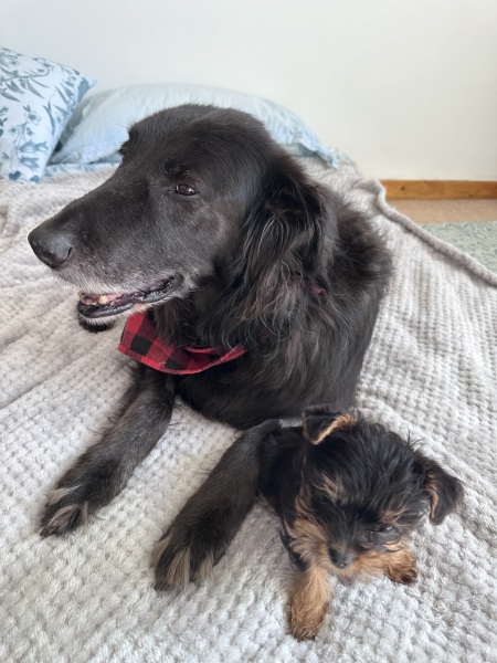 Saved dog by asking for CT scan