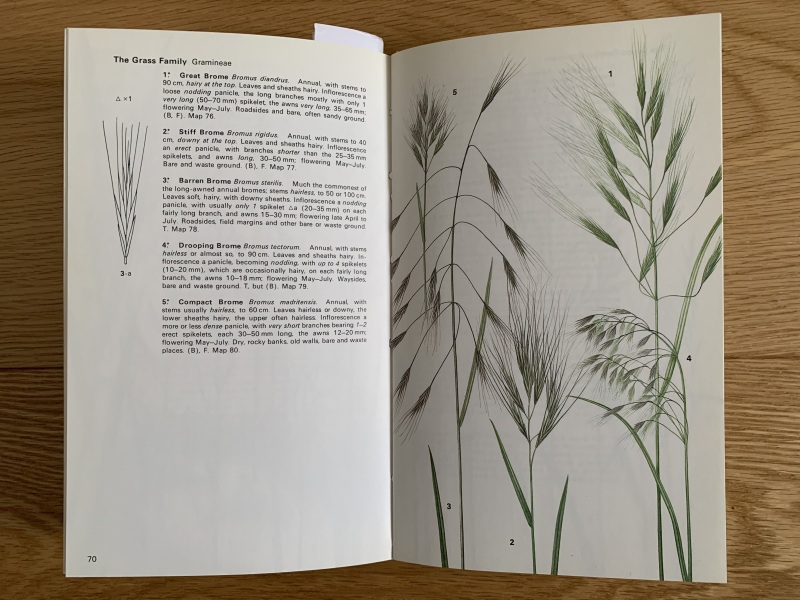 Any ideas what this grass is?