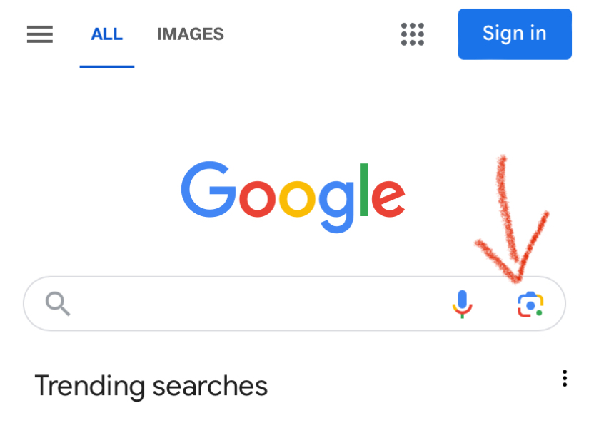 What bug is this please