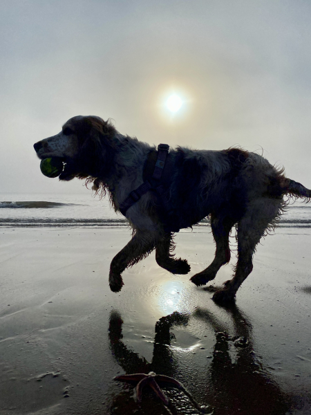 Share Your Dog Stories and Photos! 🐾 Chance to Win £100!