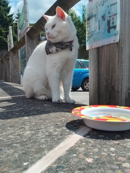 The One where TC moved to Scotland and joined the Excellent Cats