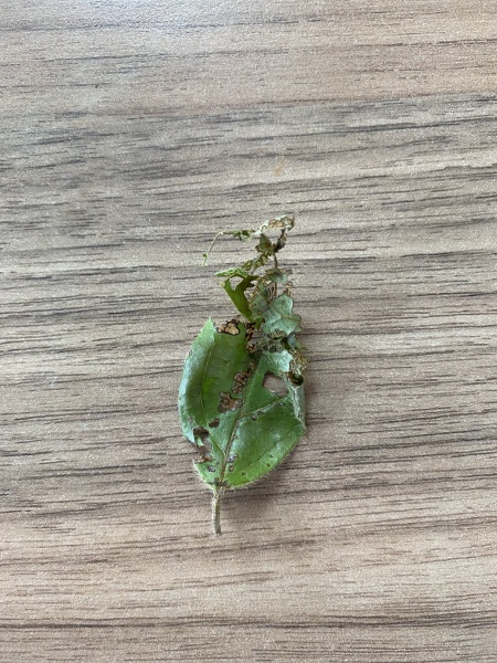 What’s wrong with this shrub?