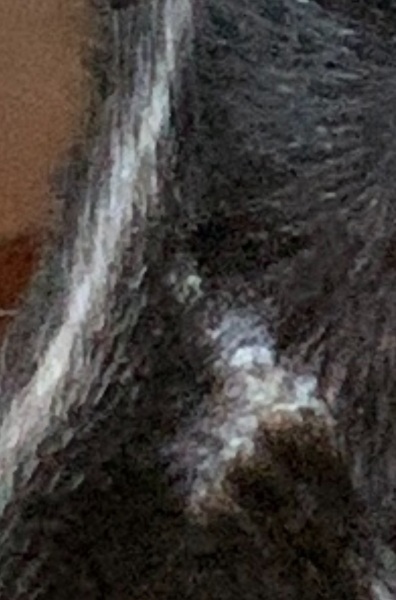 Does anyone know what this might be on my dogs face?