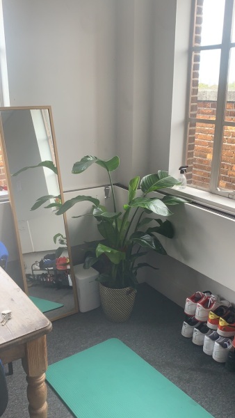 Help with my Birds Of Paradise