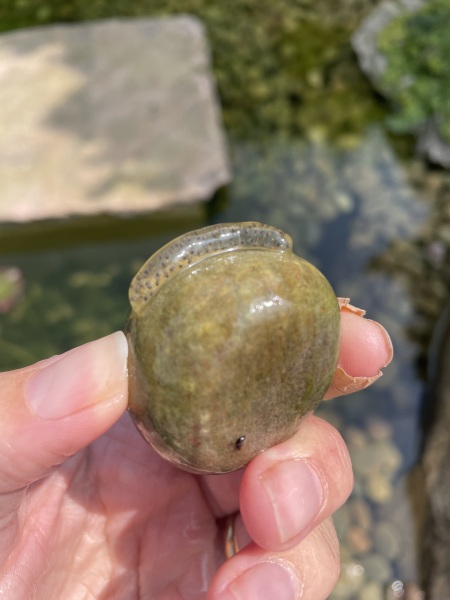 What’s this in my pond?