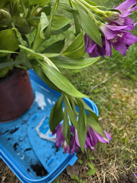 Any hope for these alstroemeria inticancha from Lidl?