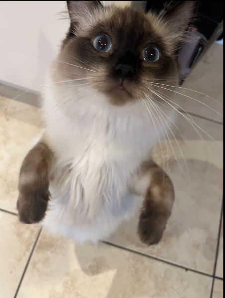 Shall we have a pet thread? Something nice for over the weekend 😁