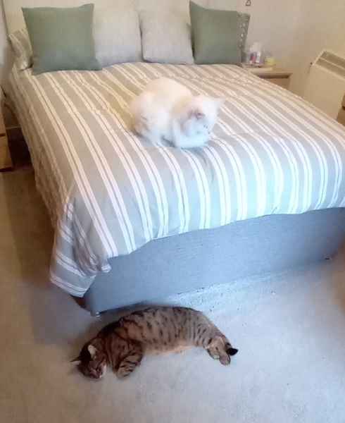 The One where TC moved to Scotland and joined the Excellent Cats