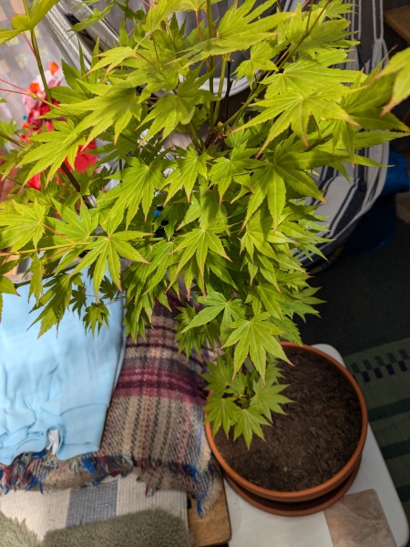 Japanese maple (Acer) in a pot