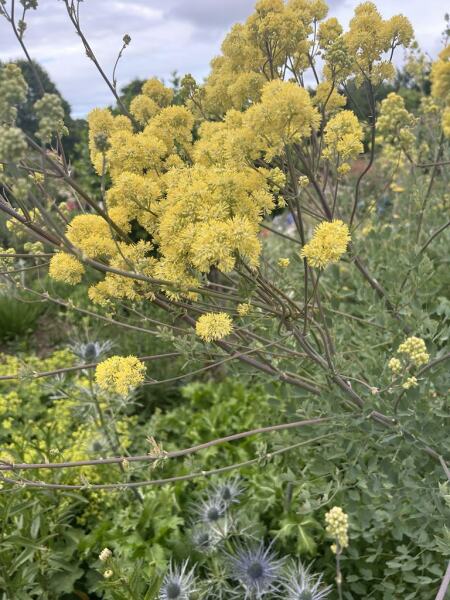Mottisfont Abbey plant id