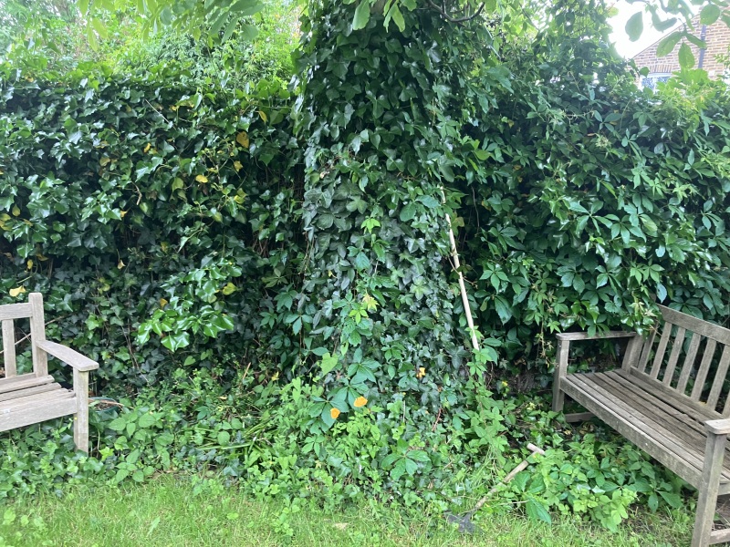 What to plant in shady tree covered area