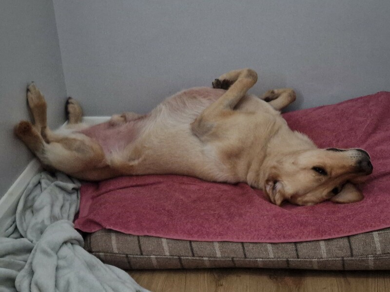 Having a dog as a guest