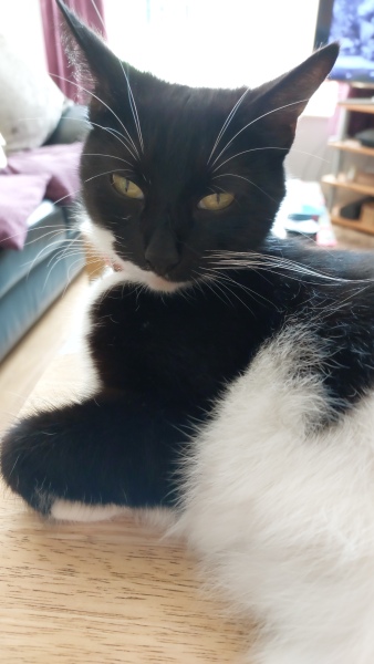 Do you speak 'cat'?