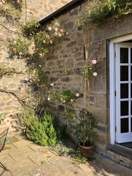 What have you done in the garden today? Part 5
