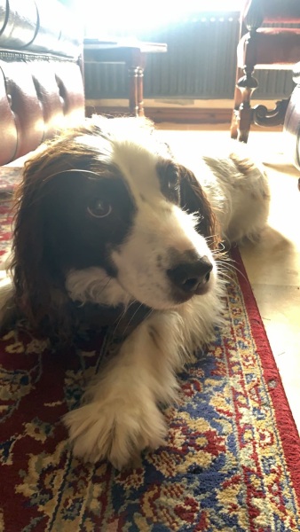 Almost 15 year old DDog off her food...