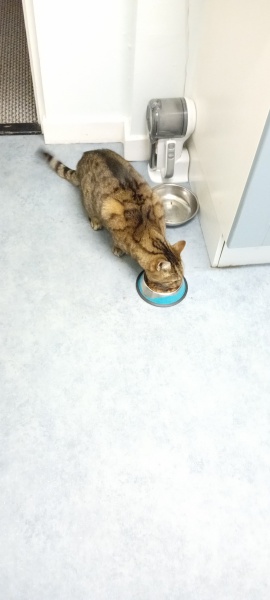 The One where TC moved to Scotland and joined the Excellent Cats